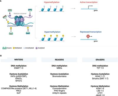 Frontiers | COVID-19 Is a Multi-Organ Aggressor: Epigenetic and